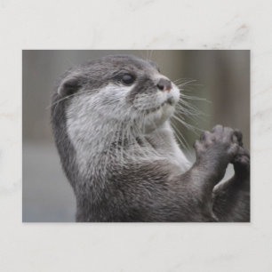 Floden Otter Vykort