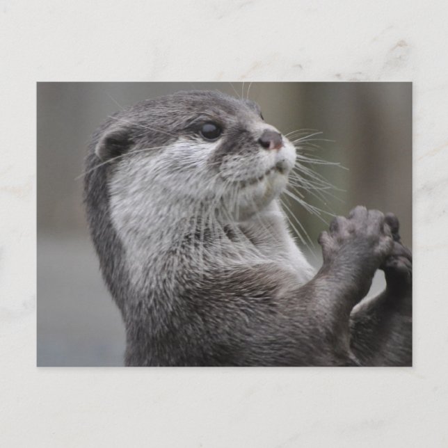 Floden Otter Vykort (Framsida)