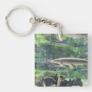 Floden Pike Fish Clear Vatten Photo