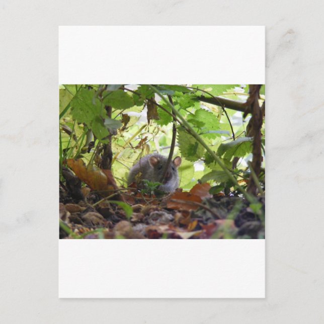 Floden råtta vykort (Framsida)