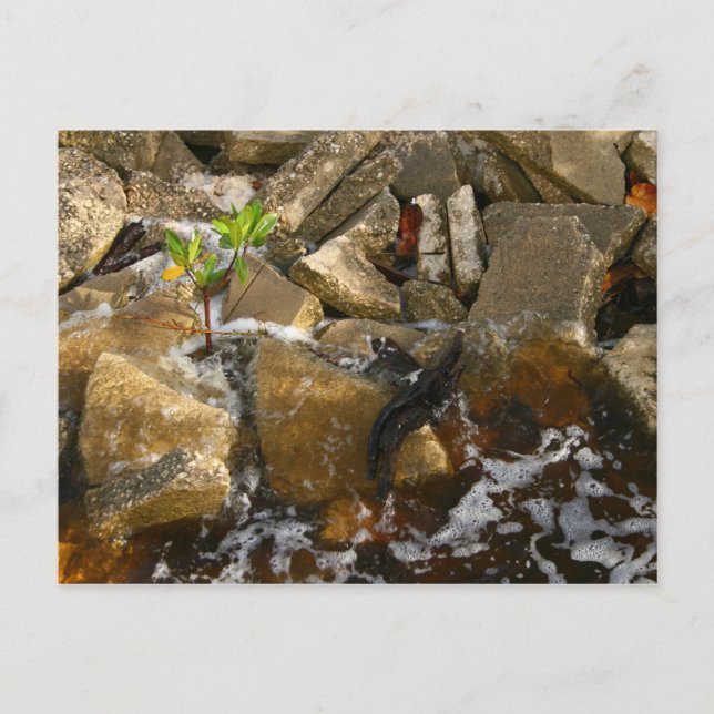 Floden Sten Cement Blocks och Mangrove Seedling Vykort (Framsida)
