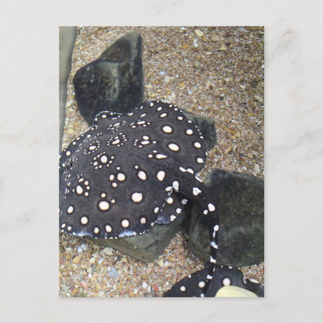 Floden Stingray # 3 Vykort (Framsida)