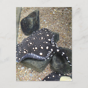 Floden Stingray nr 14 Vykort