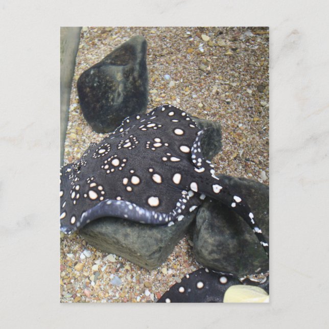 Floden Stingray nr 14 Vykort (Framsida)