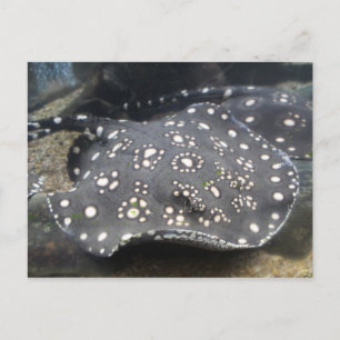 Floden Stingray nr 15 Vykort