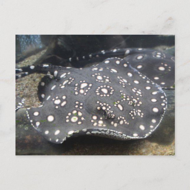Floden Stingray nr 15 Vykort (Framsida)