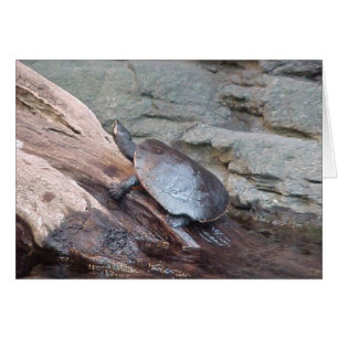 Floden Turtle Hälsningskort
