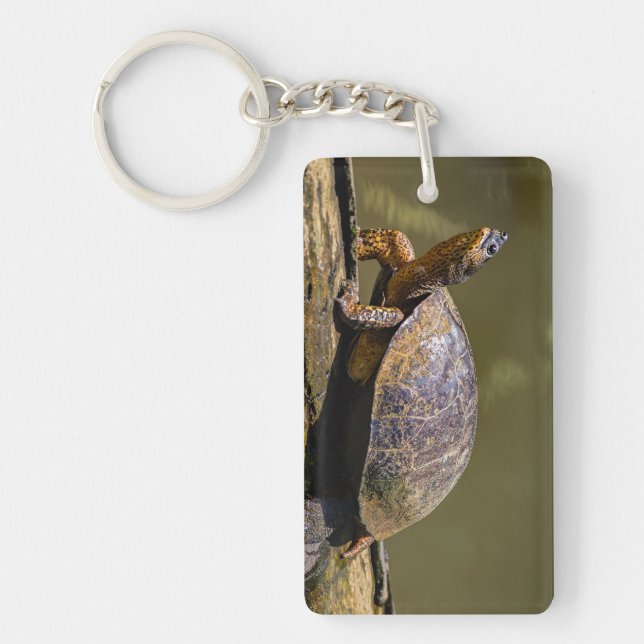 Floden Turtle vid Tortuguero - Costa Rica (Framsidan)