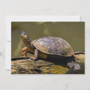 Floden Turtle vid Tortuguero - Costa Rica Inbjudningar