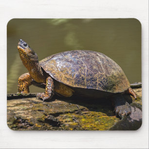 Floden Turtle vid Tortuguero - Costa Rica Musmatta