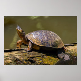 Floden Turtle vid Tortuguero - Costa Rica Poster