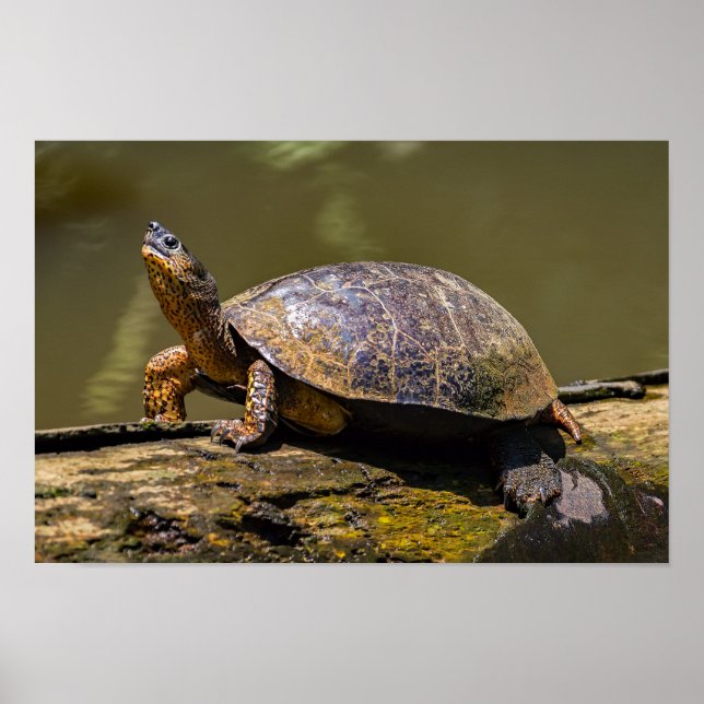 Floden Turtle vid Tortuguero - Costa Rica Poster (Framsidan)