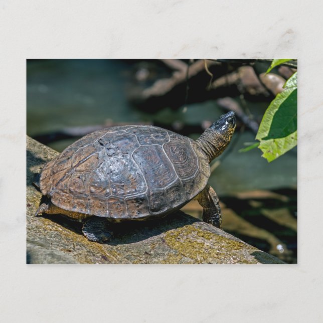 Floden Turtle vid Tortuguero - Costa Rica Vykort (Framsida)