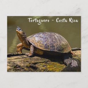 Floden Turtle vid Tortuguero - Costa Rica Vykort