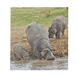Flodhäst, Hippopotamus amphibius, Serengeti Anteckningsblock