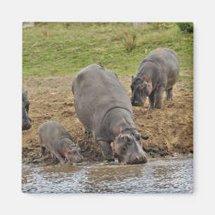 Flodhäst, Hippopotamus amphibius, Serengeti Magnet