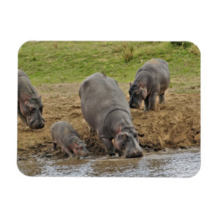 Flodhäst, Hippopotamus amphibius, Serengeti Magnet