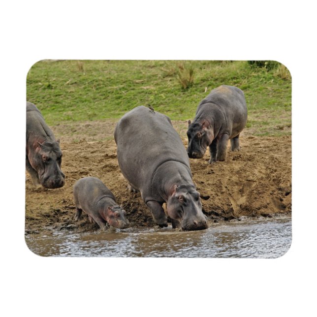 Flodhäst, Hippopotamus amphibius, Serengeti Magnet (Horisontell)