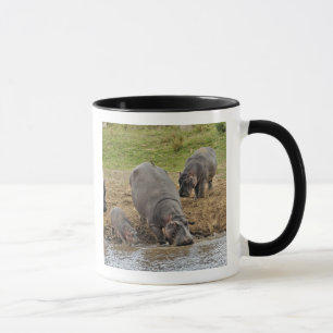 Flodhäst, Hippopotamus amphibius, Serengeti Mugg
