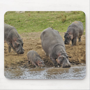 Flodhäst, Hippopotamus amphibius, Serengeti Musmatta