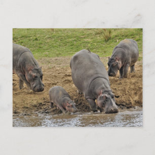 Flodhäst, Hippopotamus amphibius, Serengeti Vykort
