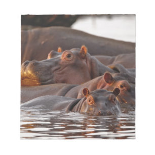 Flodhäst, Hippopotamus amphibius, Sjön Anteckningsblock