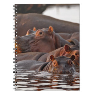 Flodhäst, Hippopotamus amphibius, Sjön Anteckningsbok Med Spiral