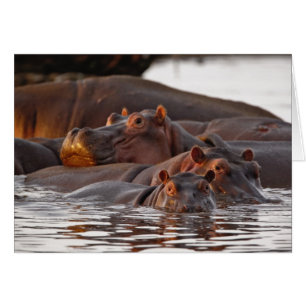 Flodhäst, Hippopotamus amphibius, Sjön Hälsningskort