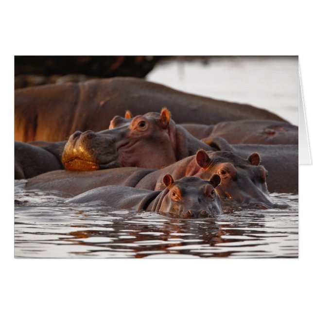 Flodhäst, Hippopotamus amphibius, Sjön Hälsningskort (Framsidan Horizontal)