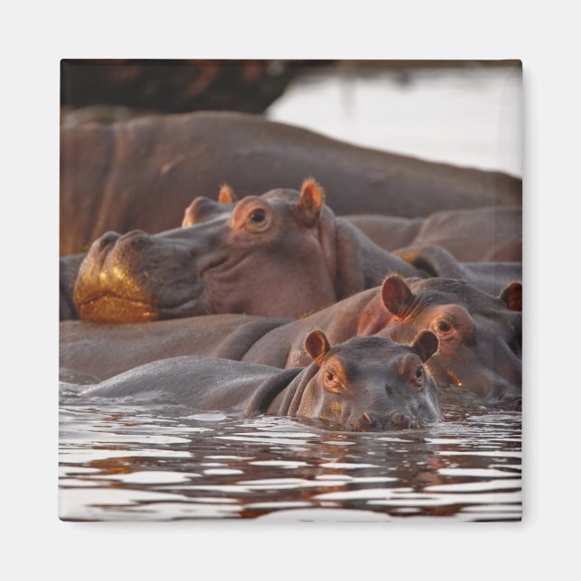 Flodhäst, Hippopotamus amphibius, Sjön Magnet (Framsidan)