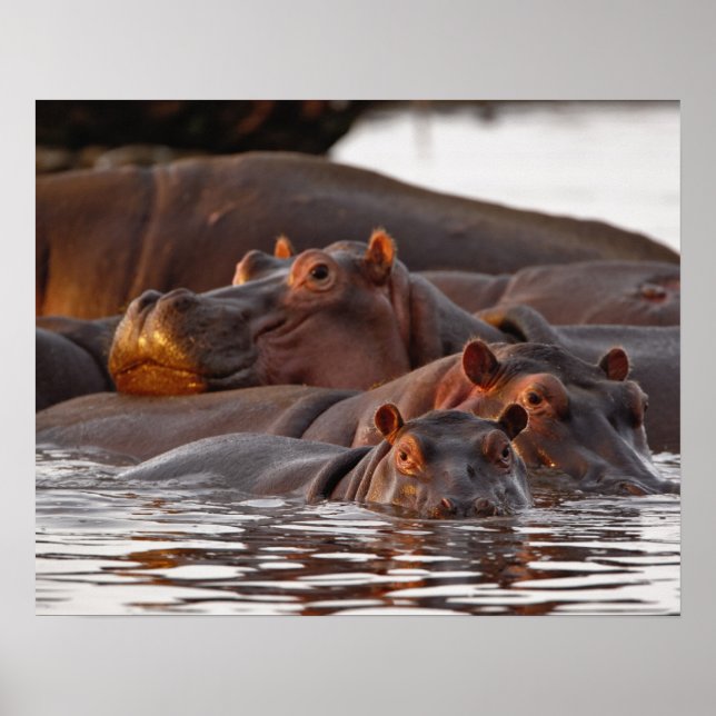 Flodhäst, Hippopotamus amphibius, Sjön Poster (Framsidan)
