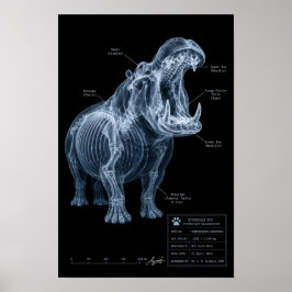 Flodhäst Röntgen Zoo Exemplar Poster