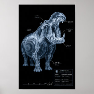 Flodhäst Röntgen Zoo Exemplar Poster