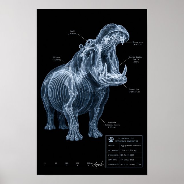 Flodhäst Röntgen Zoo Exemplar Poster (Framsidan)