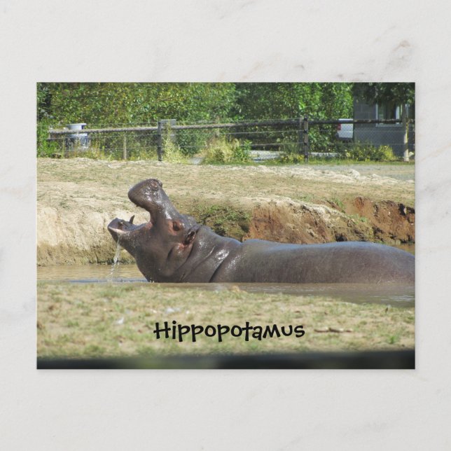 Flodhäst som tar en drink vykort (Framsida)