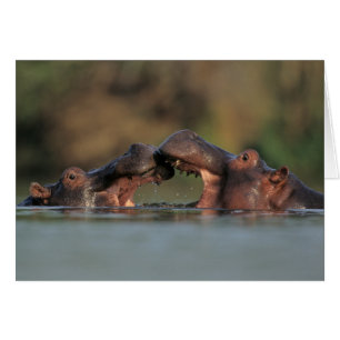 Flodhästar (Hippopotamus Amphibius) brottning Hälsningskort
