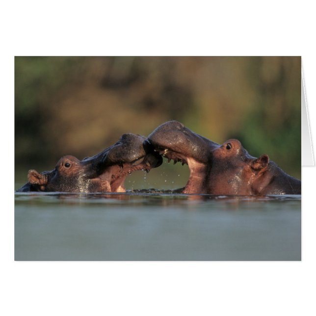 Flodhästar (Hippopotamus Amphibius) brottning Hälsningskort (Framsidan Horizontal)