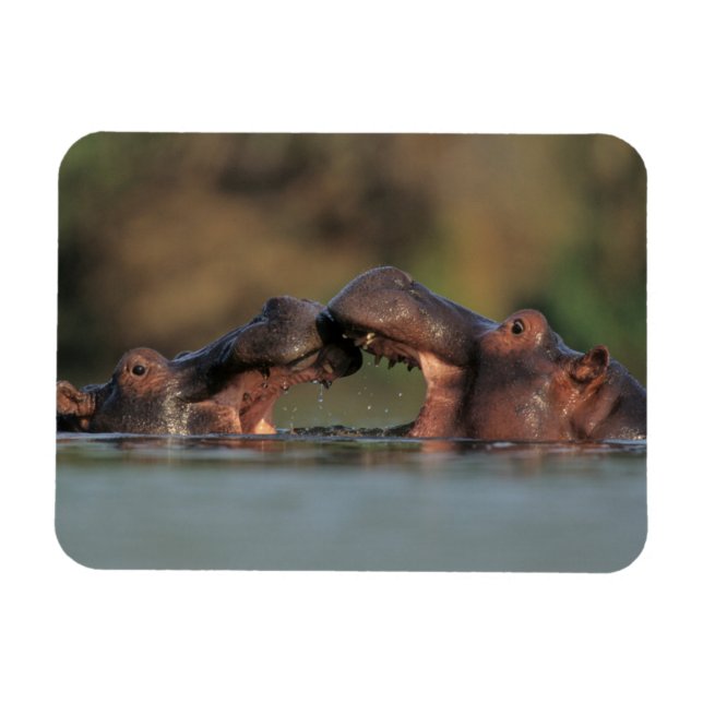 Flodhästar (Hippopotamus Amphibius) brottning Magnet (Horisontell)