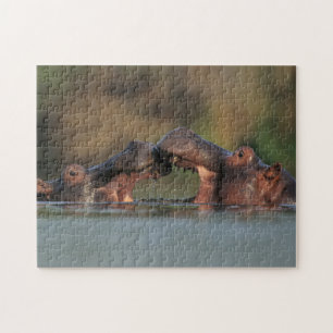 Flodhästar (Hippopotamus Amphibius) brottning Pussel