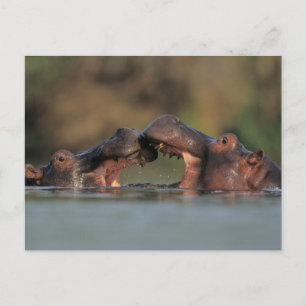 Flodhästar (Hippopotamus Amphibius) brottning Vykort