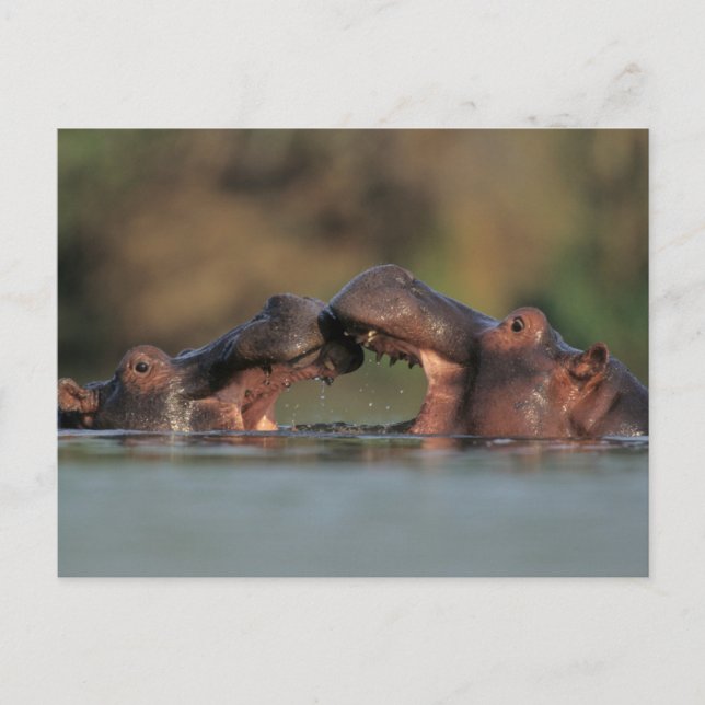 Flodhästar (Hippopotamus Amphibius) brottning Vykort (Framsida)