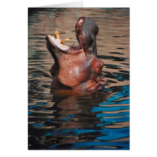 Flodhästhuvud Hälsningskort (Framsidan)