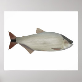 Flodlax Poster