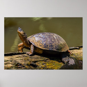 Flodsköldpadda vid Tortuguero - Costa Rica Poster