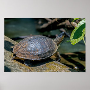 Flodsköldpadda vid Tortuguero - Costa Rica Poster