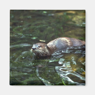 Flodutter Magnet