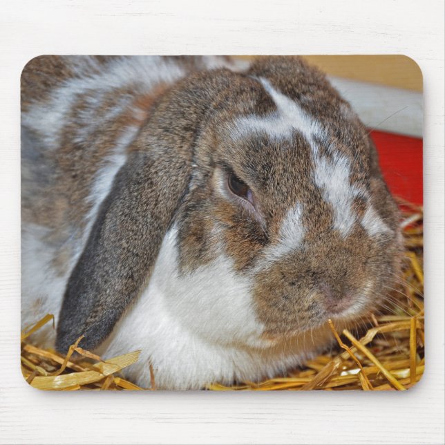 Floppy Eared Bunny Musmatta (Framsidan)