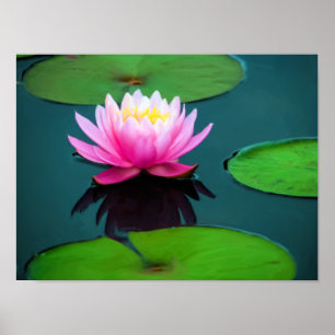 Flor 06 Ninféia Rosa Poster