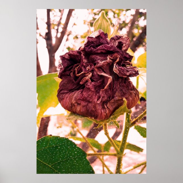 Flor da morte poster (Framsidan)