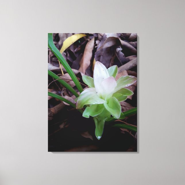 flor de açafrão da-terra canvastryck (Framsida)